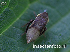 larve (1212*909)